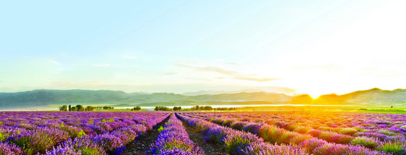 lavender-field.1.66ea7e80047cf